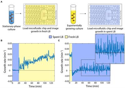 Cellular memory of rapid growth is sensitive to nutrient depletion during starvation